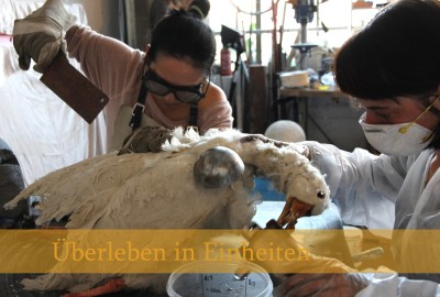 Überleben in Einheiten_flyer